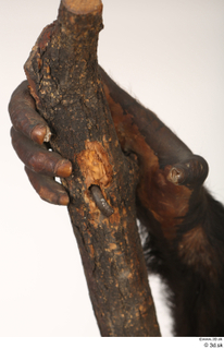 Chimpanzee Bonobo hand 0015.jpg